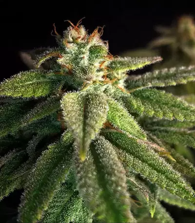 Granddaddy Purple feminisierte Samen (Blimburn Seeds)