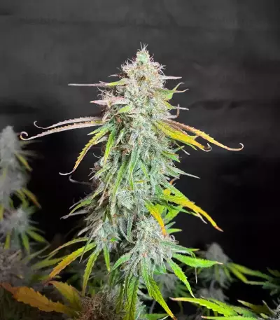 HubbaBubbaHaze Auto feminisierte Samen (Mephisto Genetics)