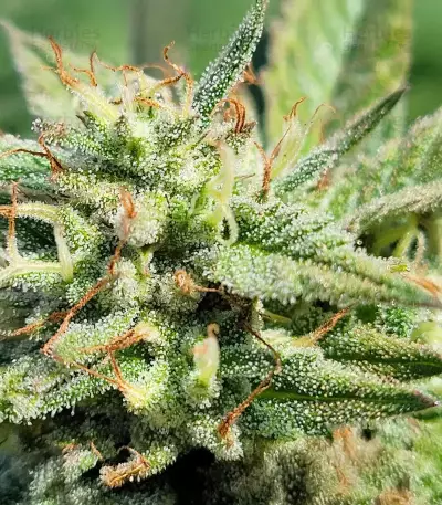 Kush Mints Fast Version feminisierte Samen (Seedkeepers)