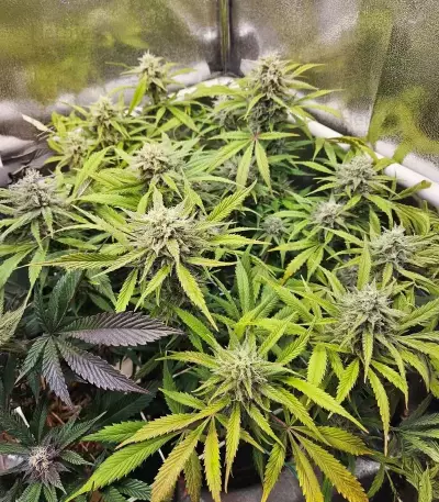 Lemon Cherry Gelato Auto R3 feminisierte Samen (Ethos Genetics)