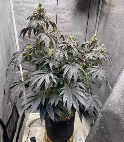 Mandarin Cookies R1 V2 feminisierte Samen (Ethos Genetics)
