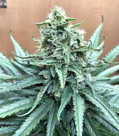 Mozzarella (G13 Labs) Cannabis-Samen
