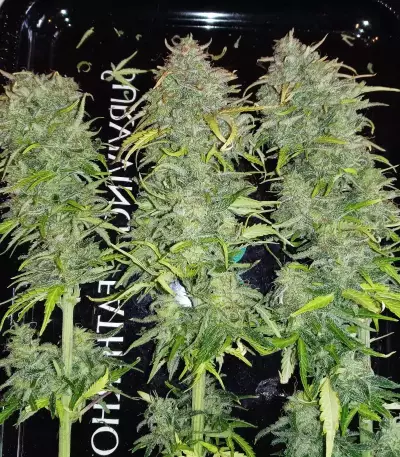 Original Cinderella Auto Samen feminisiert (Fast Buds)