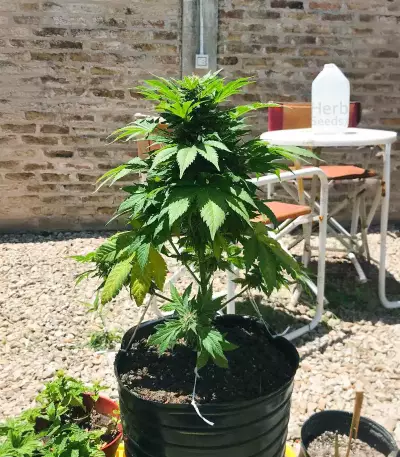 Original Juan Herer (Delicious Seeds) Cannabis-Samen