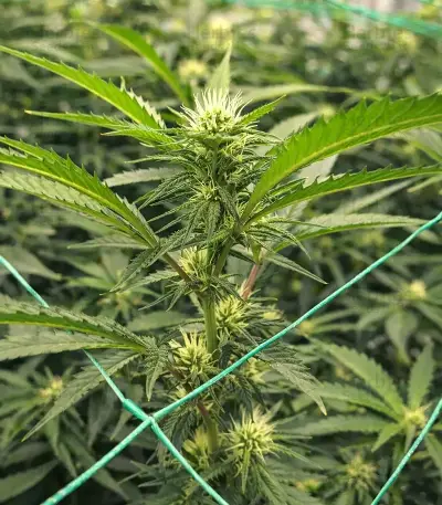 Purple (Ceres Seeds) Cannabis-Samen