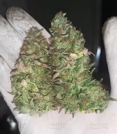 Purple Punch feminisierte Samen (Barney’s Farm)