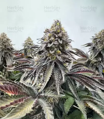 Runtz x Layer Cake feminisierte Samen (Barney's Farm)