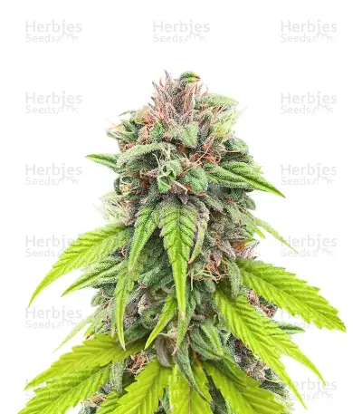 Section 781 (Blimburn x Herbies)