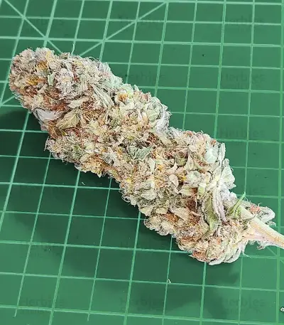 Section 781 (Blimburn x Herbies)