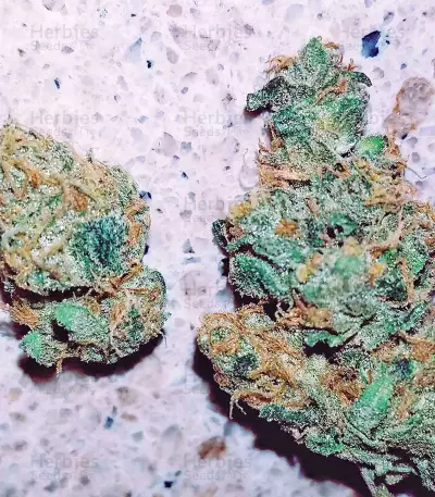 Super Skunk regular (Nirvana Seeds) Cannabis-Samen