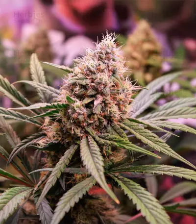 Tropicanna Poison XL Auto feminisierte Samen (Sweet Seeds)
