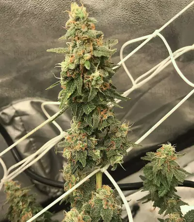 Zombie Death Fuck (BlimBurn Seeds) Cannabis-Samen