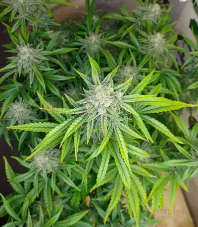 Ztrawberriez Auto feminisierte Samen (Fast Buds)