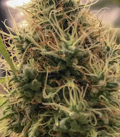Cali Bay Dream (Garden of Green Seeds)