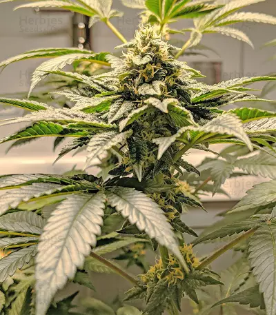 24K Gold (AKA Kosher Tangie) (DNA Genetics) Cannabis-Samen