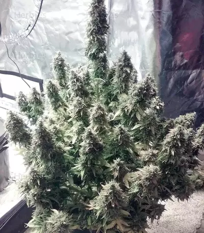 + Speed Auto (Sweet Seeds) Cannabis-Samen