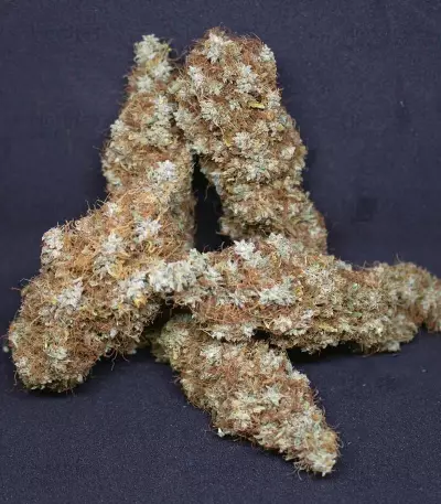 Cali Bay Dream (Garden of Green Seeds)