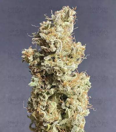 Original Auto Critical (Fast Buds) Cannabis-Samen