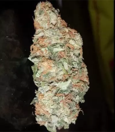 Critical Kush (RQS) Cannabis-Samen
