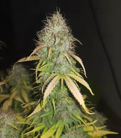 Original Auto Critical (Fast Buds) Cannabis-Samen