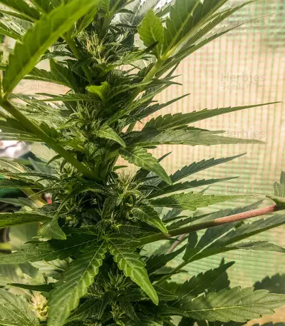 Auto Critical Soma (Advanced Seeds) Cannabis-Samen