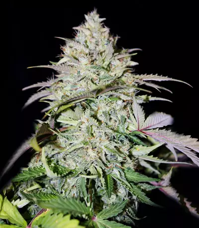 Auto Do-Si-Dos Cookies (00 Seeds) Cannabis-Samen