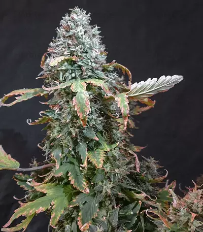 Auto Duck strain