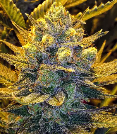 Blue Cheese (Big Buddha Seeds) Cannabis-Samen