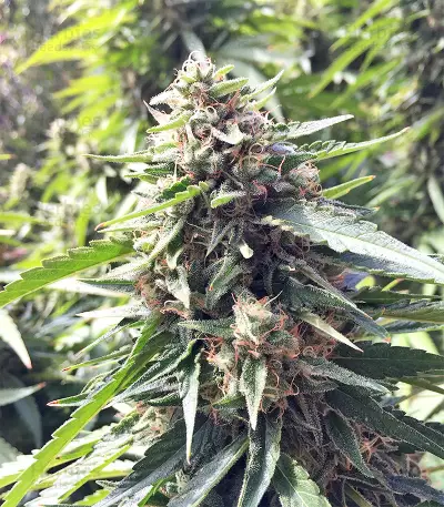 Blueberry Gum cannabis strain