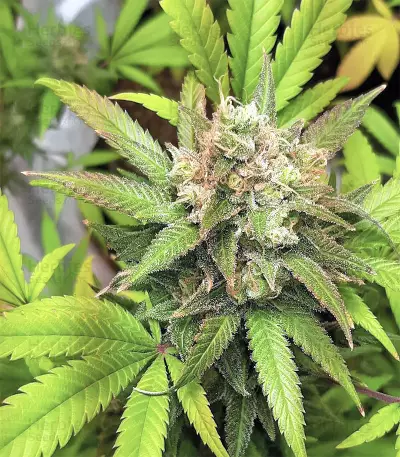 Buzz Light Gear (Dr. Krippling Seeds) Cannabis-Samen