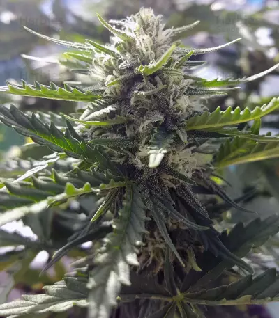 Chapita de Michoacan Regular (CannaBioGen) Cannabis-Samen