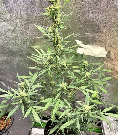 Cookies and Cream Strain