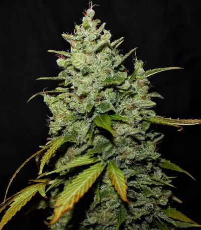 Diesel Auto (G13 Labs) Cannabis-Samen
