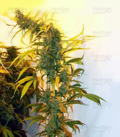 Double Gum regular (White Label) Cannabis-Samen