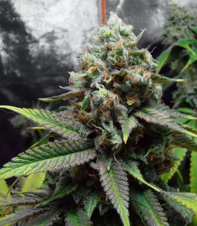 Golden Berry (DNA Genetics) Cannabis-Samen