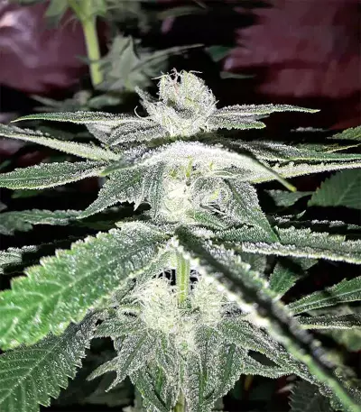 Gorilla x White Widow (Expert Seeds) Cannabis-Samen
