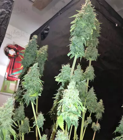 Gorilla x White Widow (Expert Seeds) Cannabis-Samen
