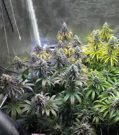 Josh D OG (Karma Genetics) Cannabis-Samen