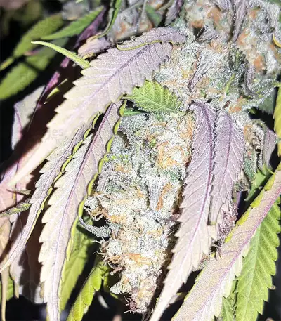 Kripple Roulette (Dr. Krippling Seeds) Cannabis-Samen