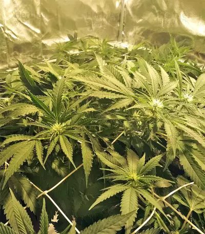 Kripple Roulette (Dr. Krippling Seeds) Cannabis-Samen