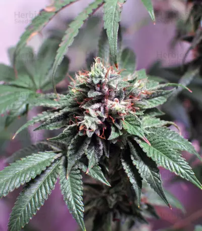 LA Confidential (DNA Genetics) Cannabis-Samen