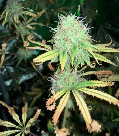 Mix Pack Feminized (Seedstockers) Cannabis-Samen