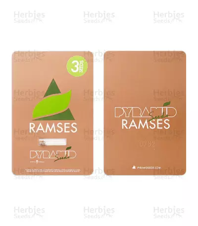 Ramses (Pyramid Seeds) Cannabis-Samen