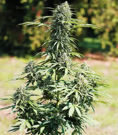 Royal Cookies Automatic (RQS) Cannabis-Samen