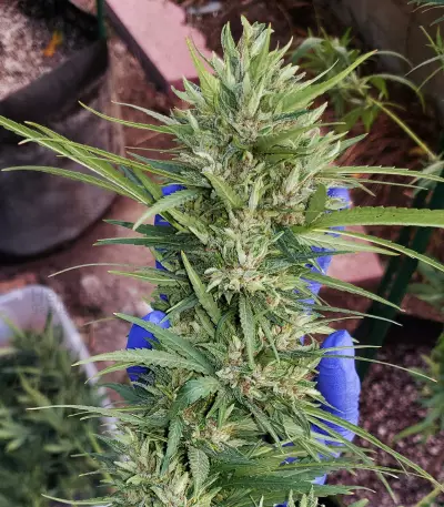 Shaman (Dutch Passion) Cannabis-Samen