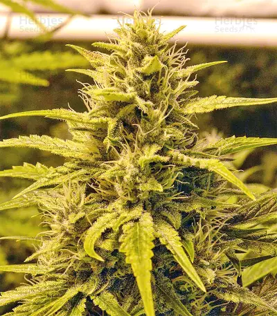Sour Hound F2 Auto (Mephisto Genetics) Cannabis-Samen