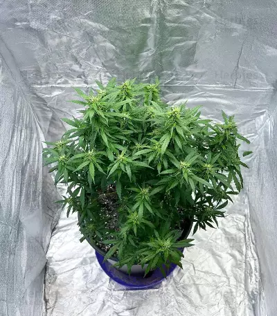 Also Know 47 Autoflower feminisierte Samen (Seedkeepers)