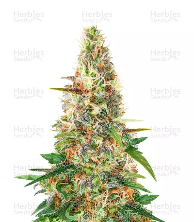 Beginner Auto Mix Samen feminisiert (Herbies Seeds)