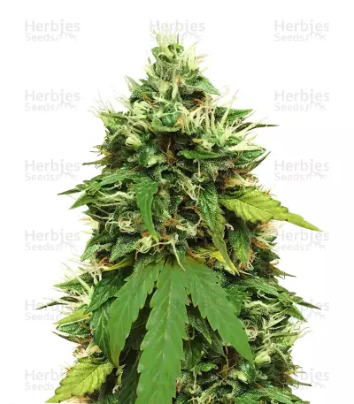 Big Bud Autoflower (Seedstockers) Cannabis-Samen