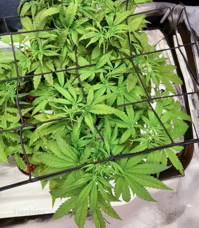 Bruce Banner Autoflower feminisierte Samen (Seedkeepers)
